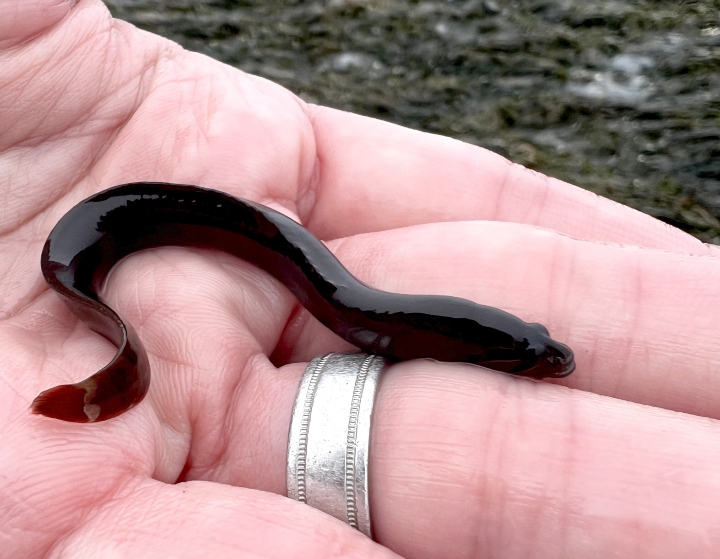 Black Prickleback